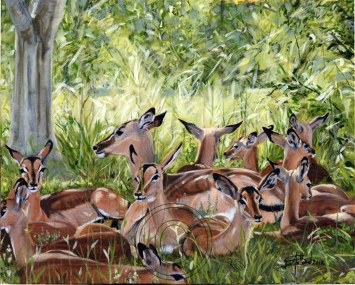 Antelope Nursery